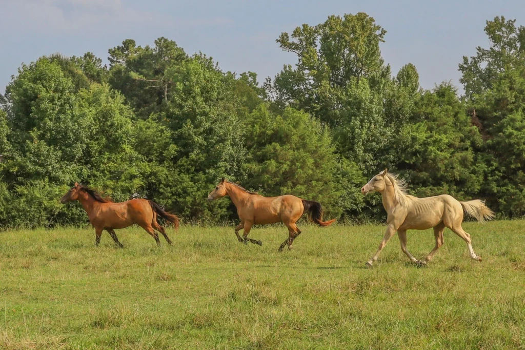 Three in Motion, from Horses