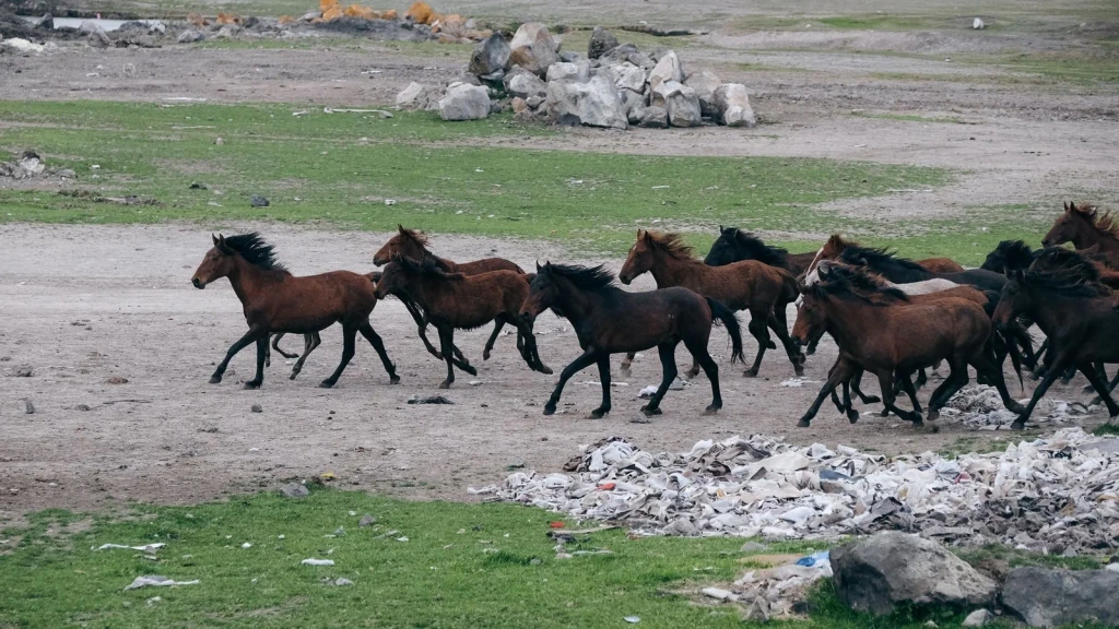 Herd of Mustangs, from Horses