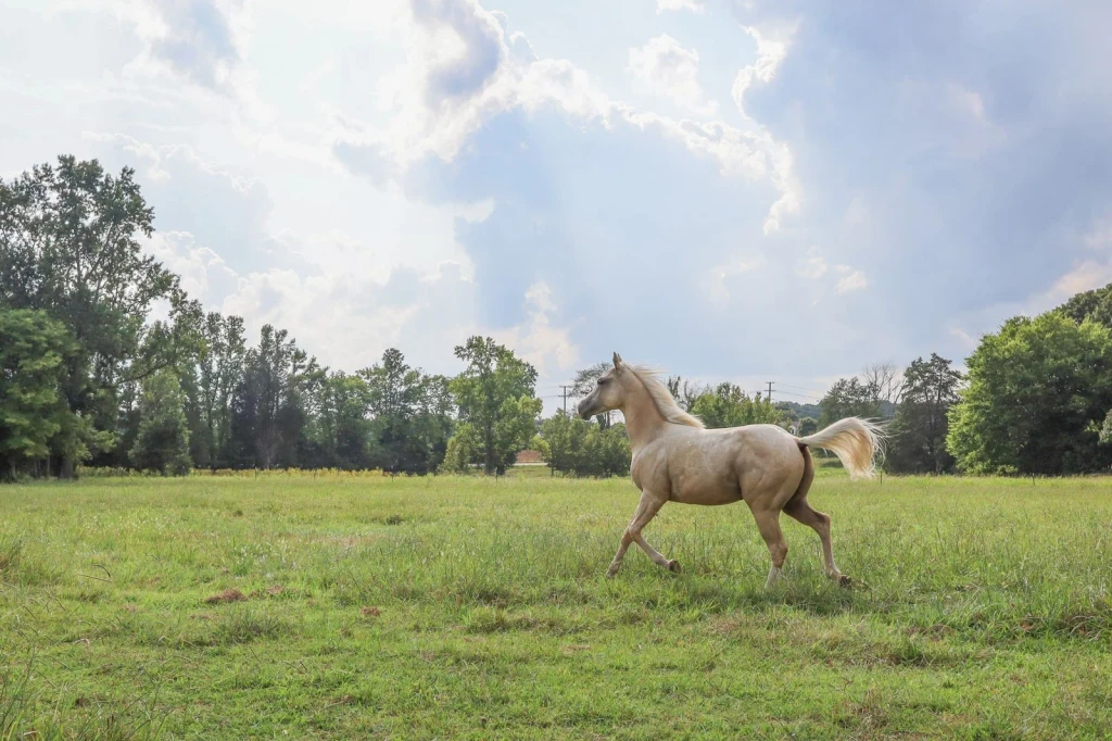 Under Cloudy Skies, from Horses