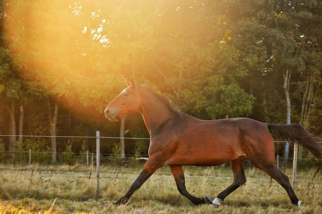 Brown Horse Galloping, from Horses
