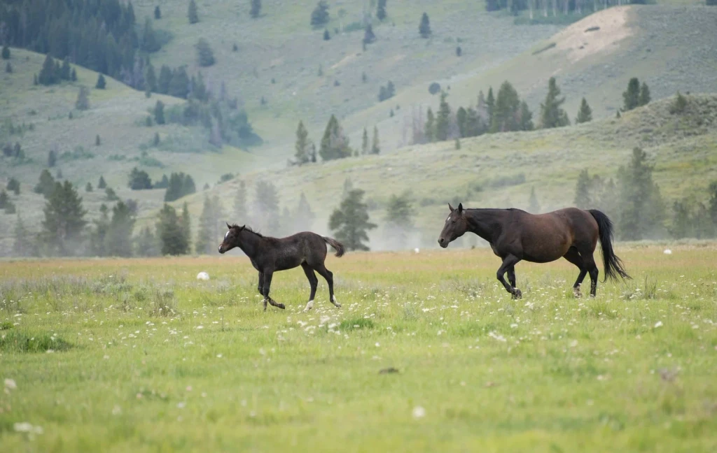 Two Horses Running, from Horses