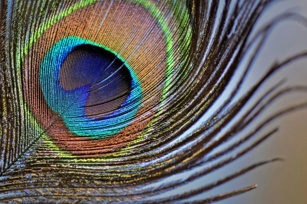 Peacock Feather Study 6, from How Feathers Conquered the Air