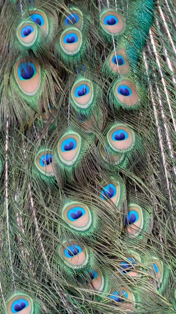 Peacock Feather Study 4, from How Feathers Conquered the Air
