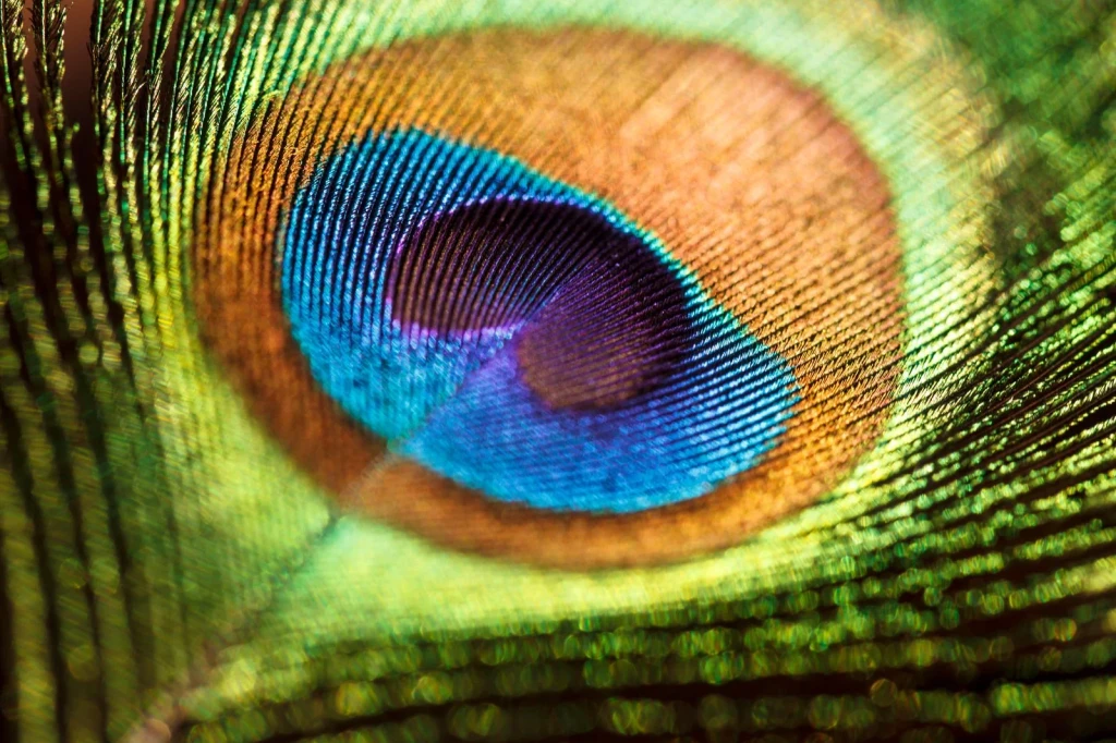 Peacock Feather Study 4, from How Feathers Conquered the Air