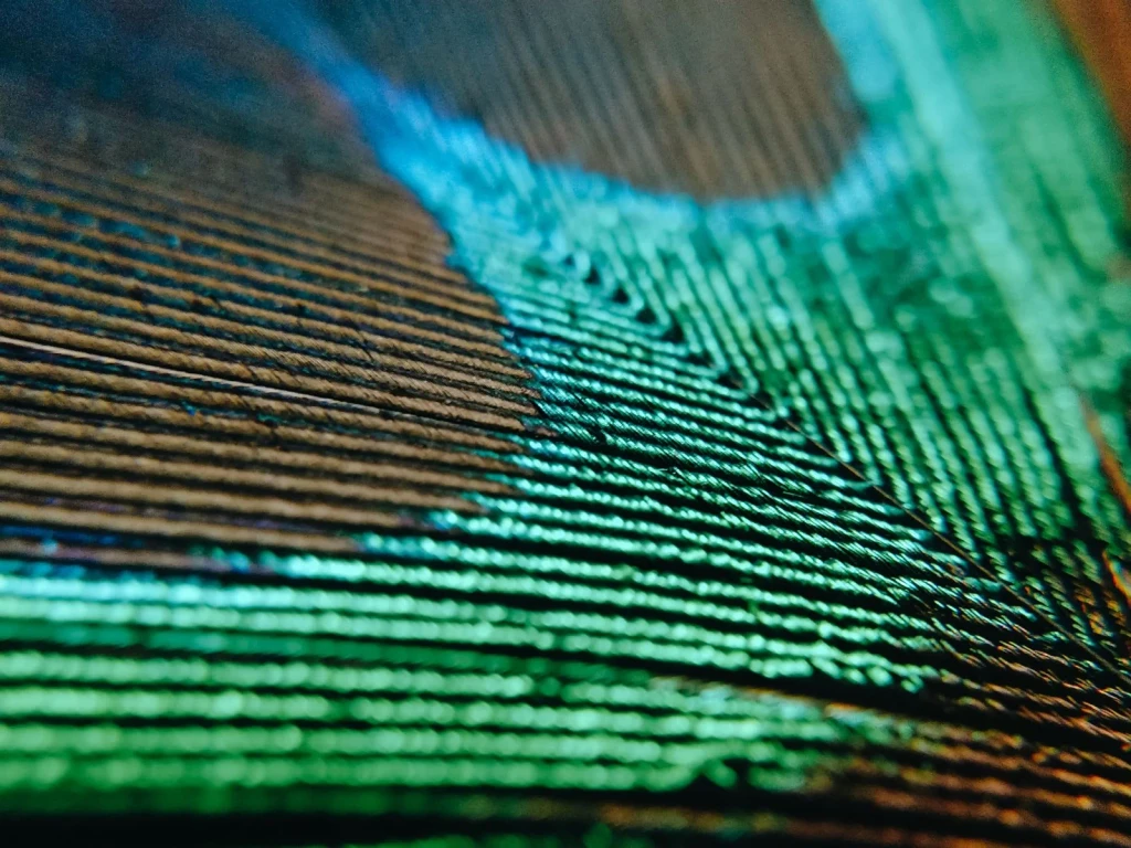Peacock Feather Study 2, from How Feathers Conquered the Air