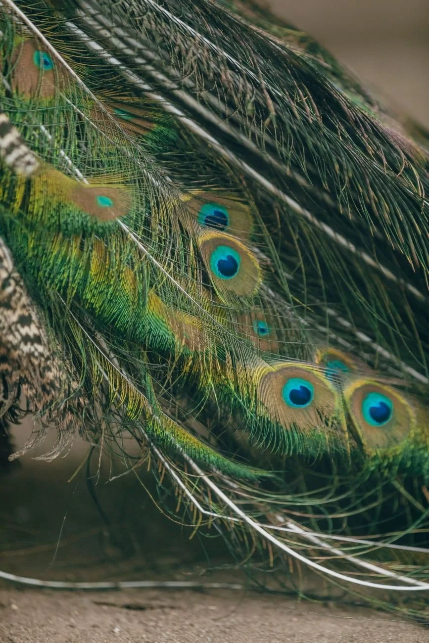 Macro Geometry, from How Feathers Conquered the Air
