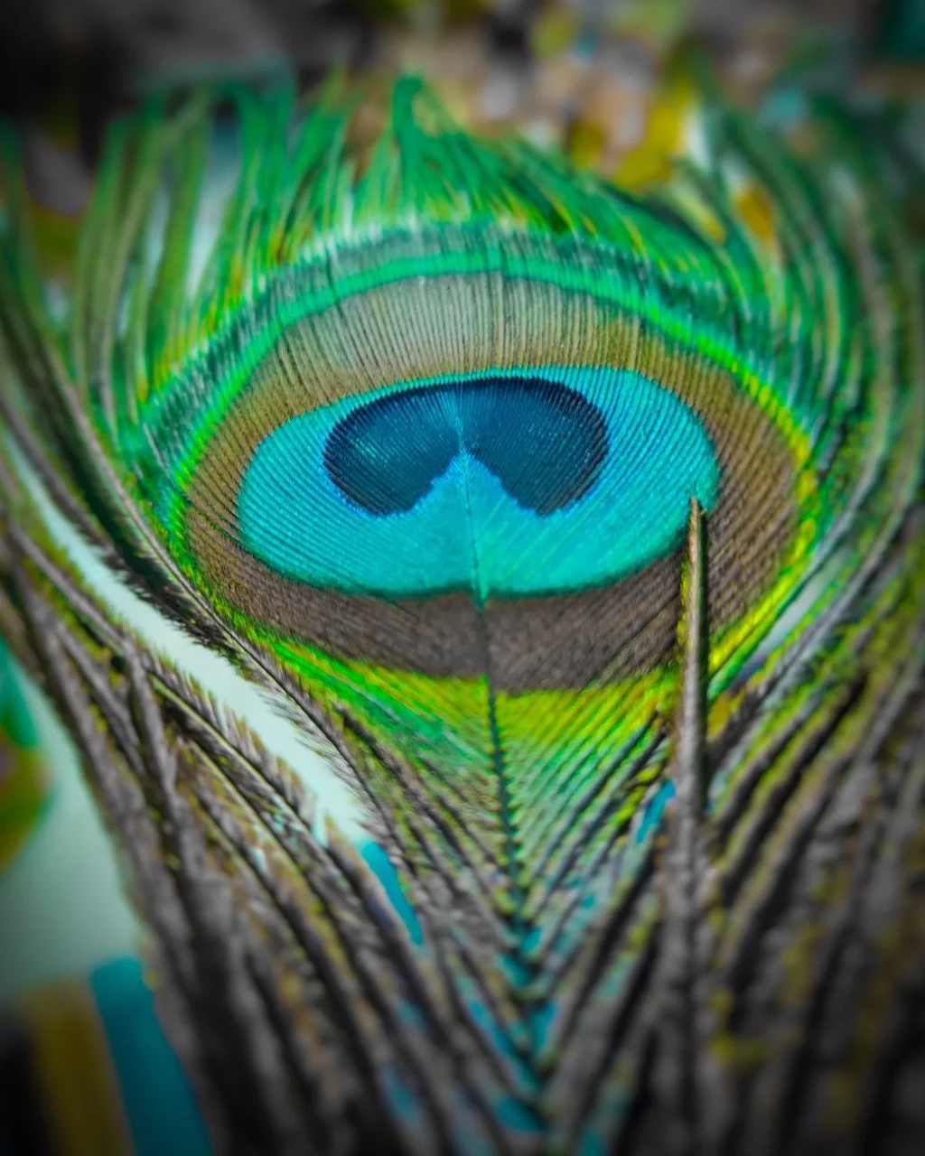 Close-up of a colorful peacock feather, from How Feathers Conquered the Air