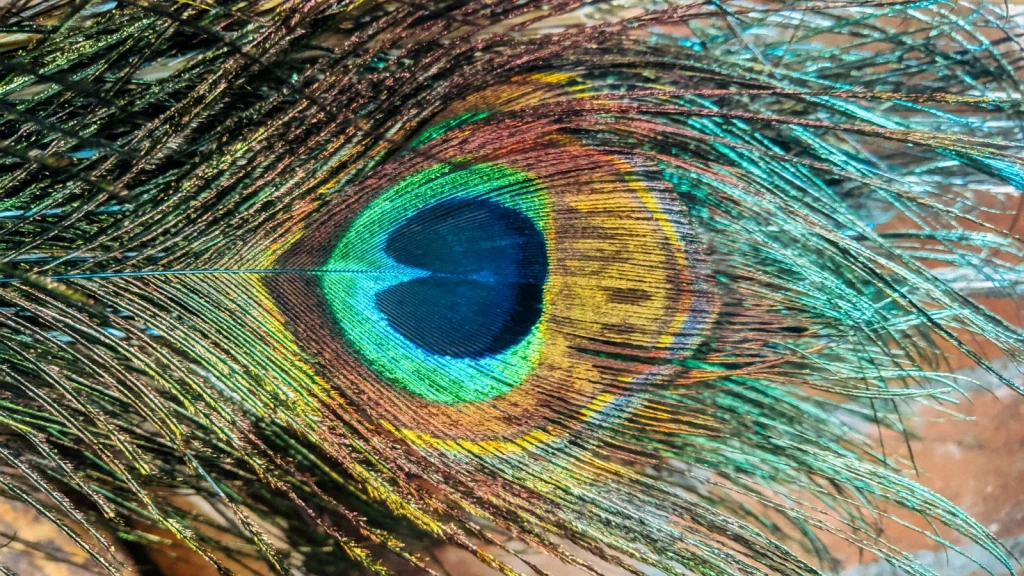 Peacock Feather Study 5, from How Feathers Conquered the Air