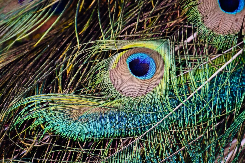 Iridescent Structure, from How Feathers Conquered the Air
