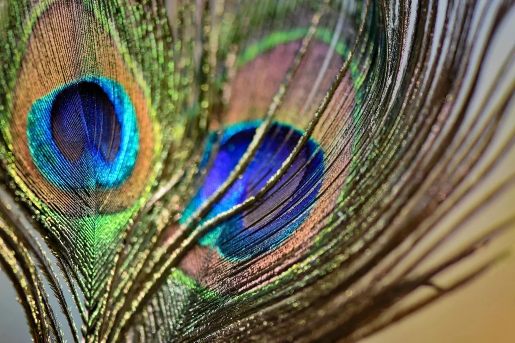 Peacock Feather Study 3, from How Feathers Conquered the Air