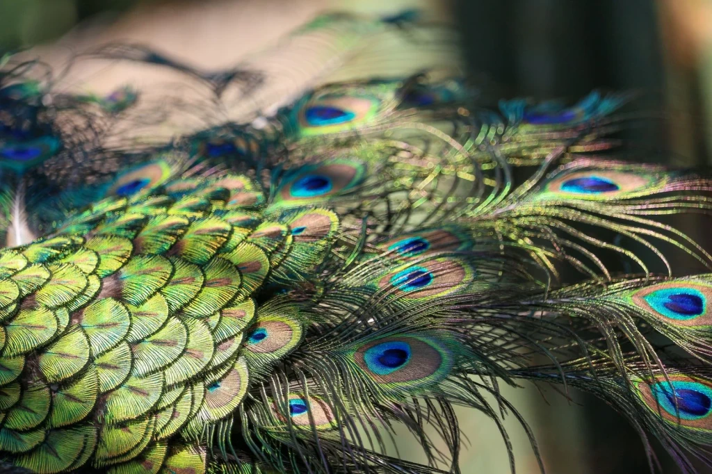 Peacock Feather Study 1, from How Feathers Conquered the Air