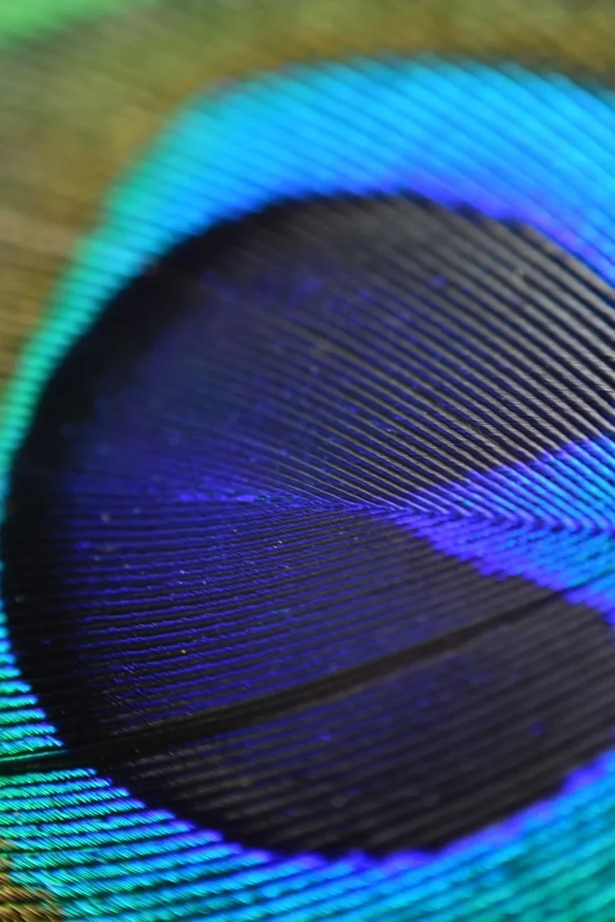 Texture and Hue, from How Feathers Conquered the Air
