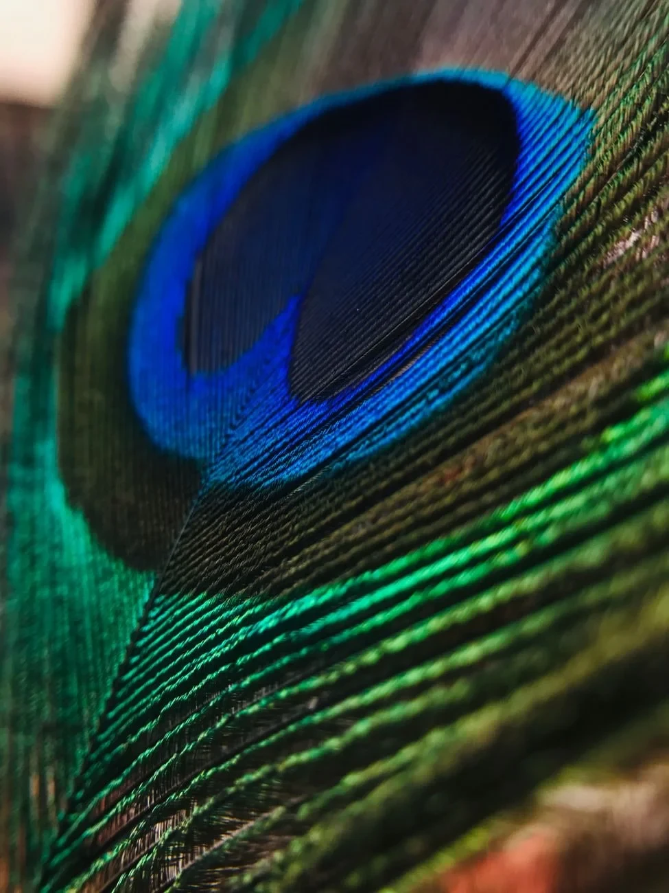 Peacock Feather Study 2, from How Feathers Conquered the Air