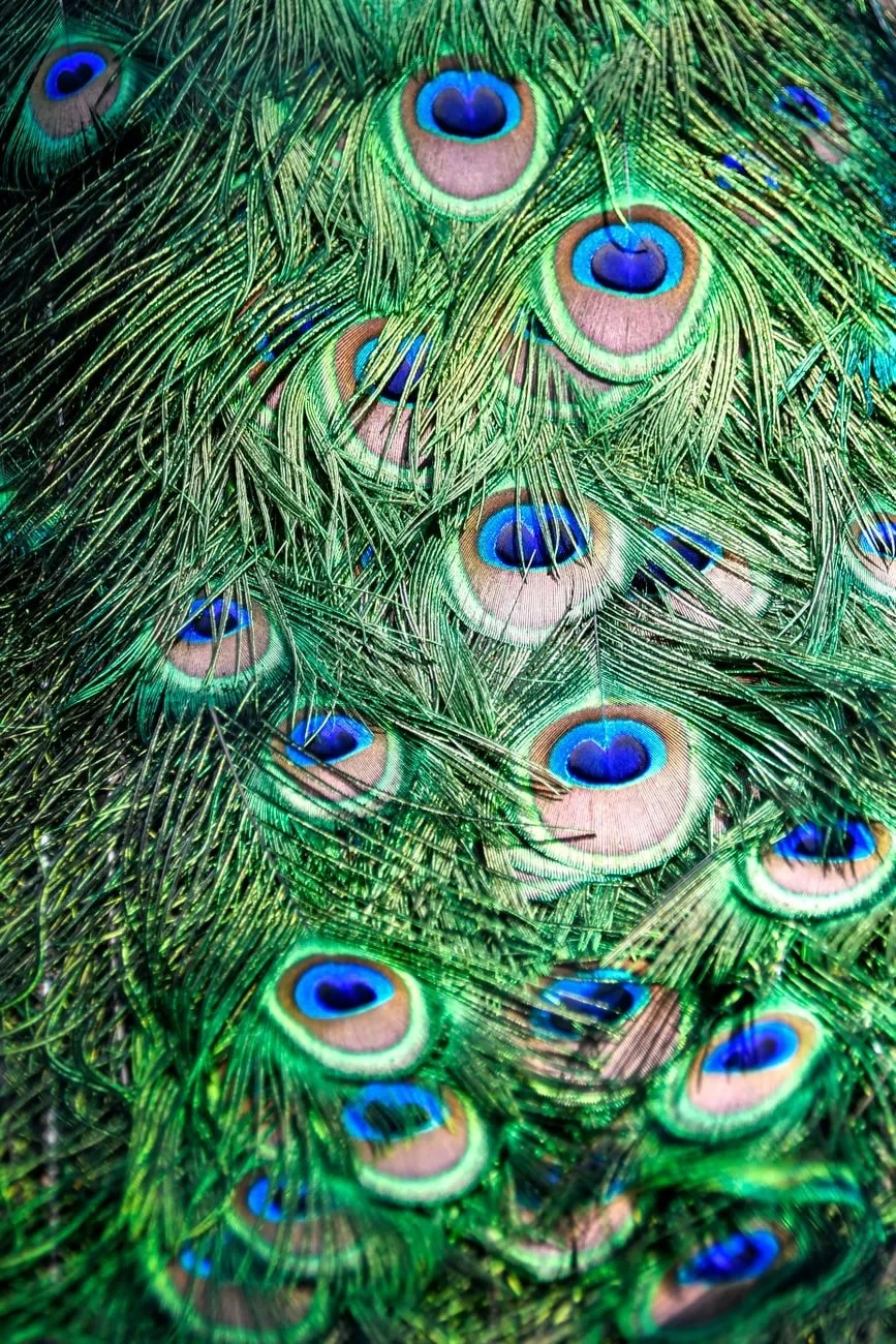 Colorful Precision, from How Feathers Conquered the Air