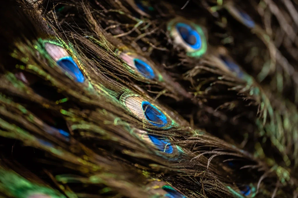Peacock Feather Study 1, from How Feathers Conquered the Air