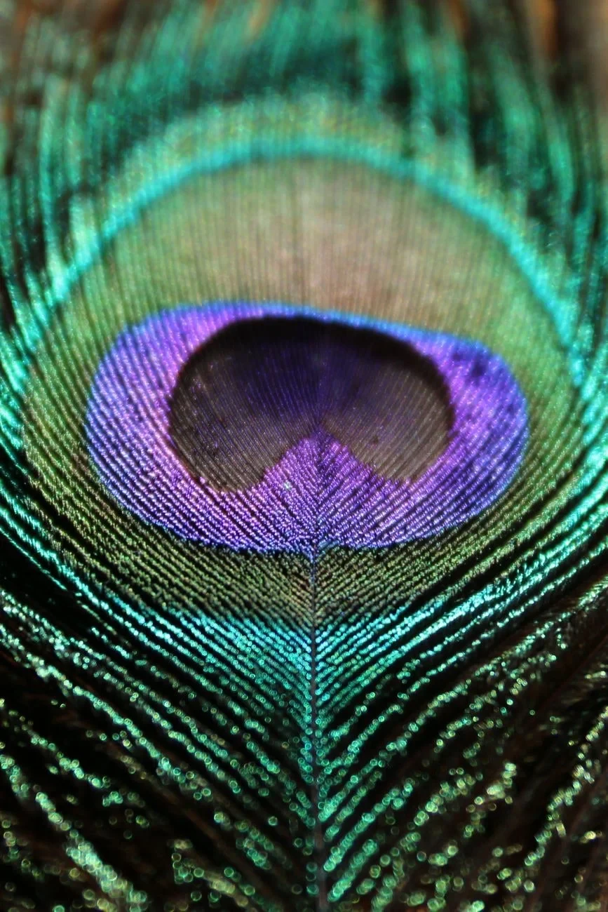 Peacock Feather Study 3, from How Feathers Conquered the Air