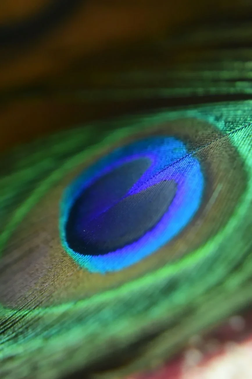 Peacock Feather Study 5, from How Feathers Conquered the Air