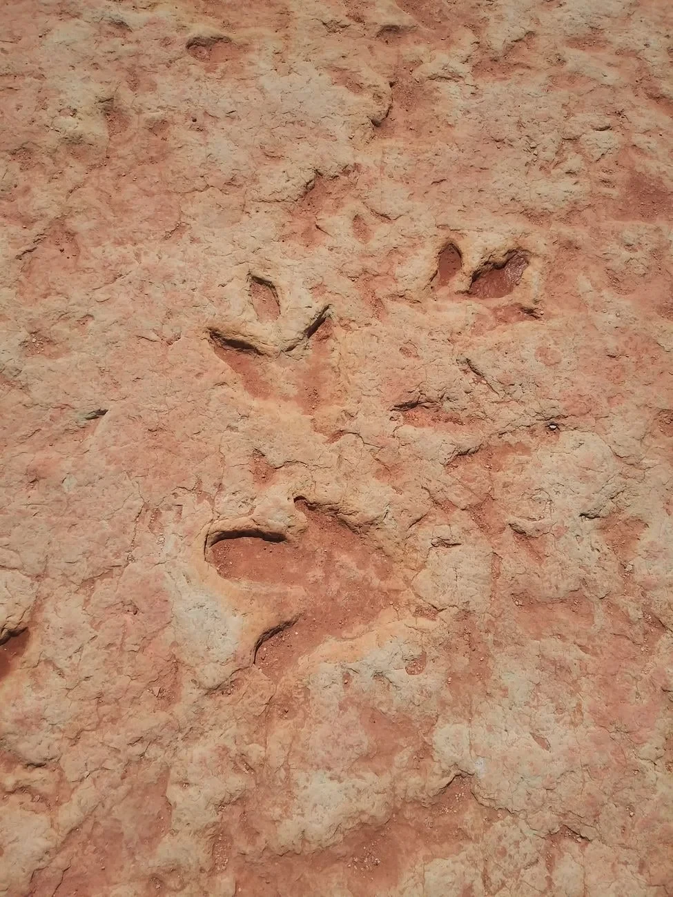 Embedded Steps, from Human Migration: Walking Out of Africa