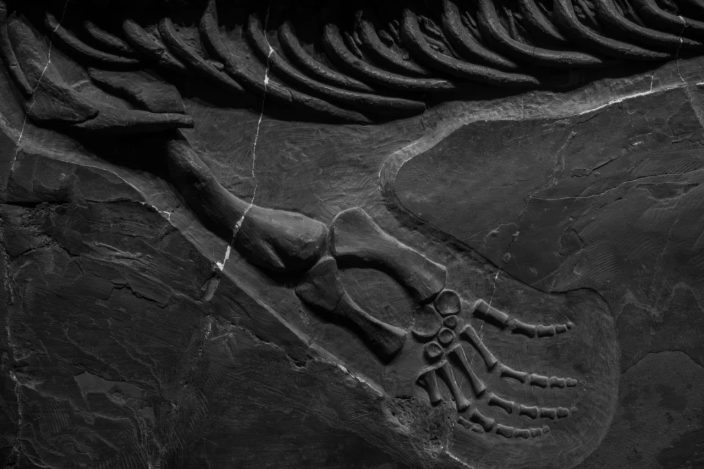 Ancient Remains, from Human Migration: Walking Out of Africa