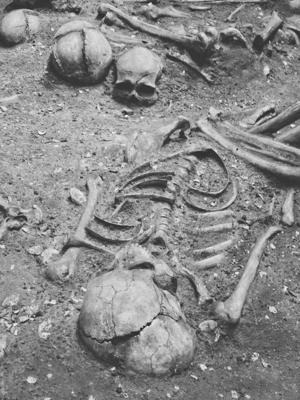 Remains, from Human Migration: Walking Out of Africa