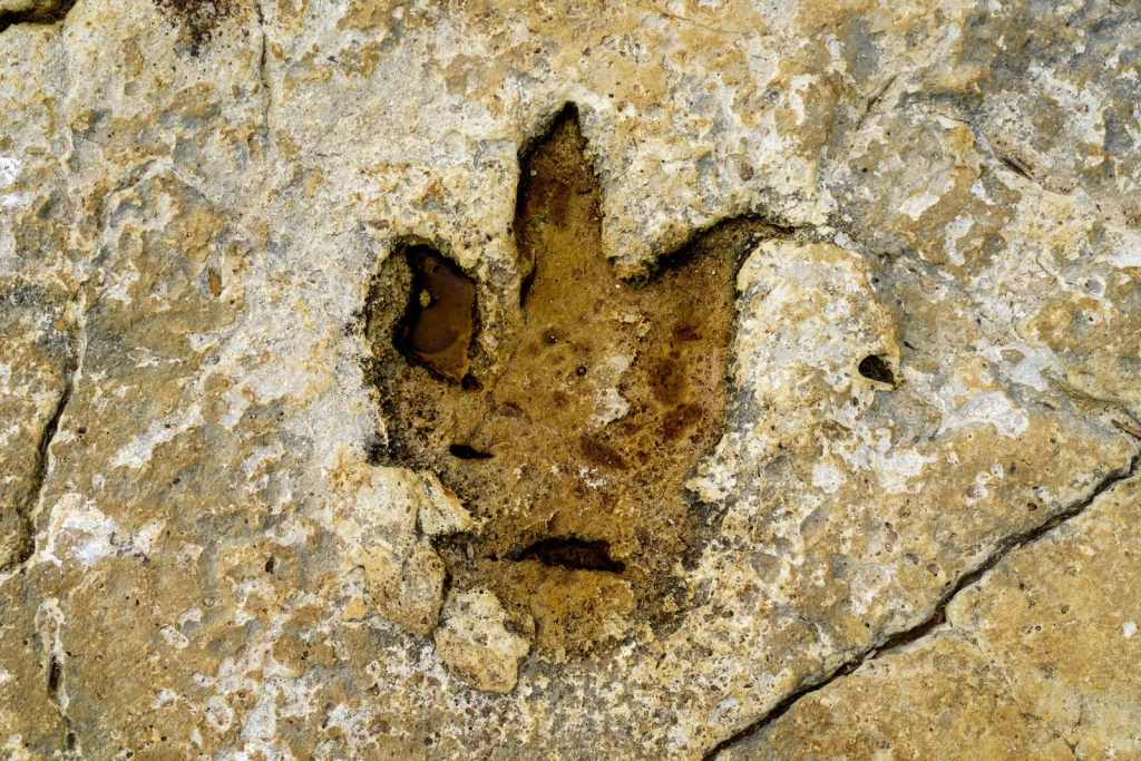 Stone Record, from Human Migration: Walking Out of Africa