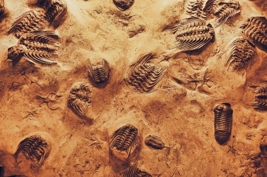 Marine History, from Human Migration: Walking Out of Africa