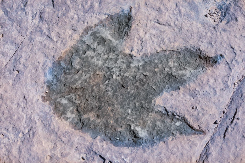 Fossil Journey, from Human Migration: Walking Out of Africa