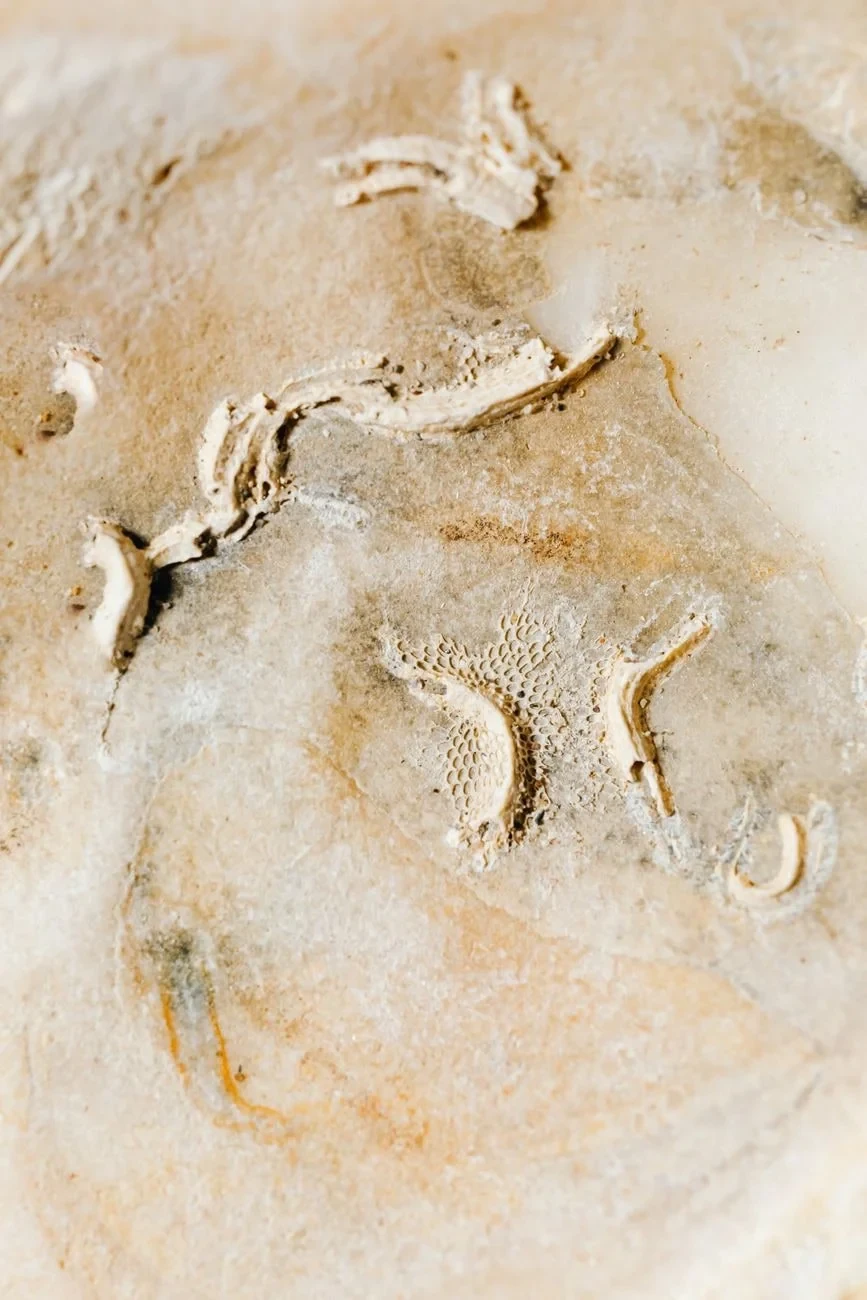 Layered Time, from Human Migration: Walking Out of Africa