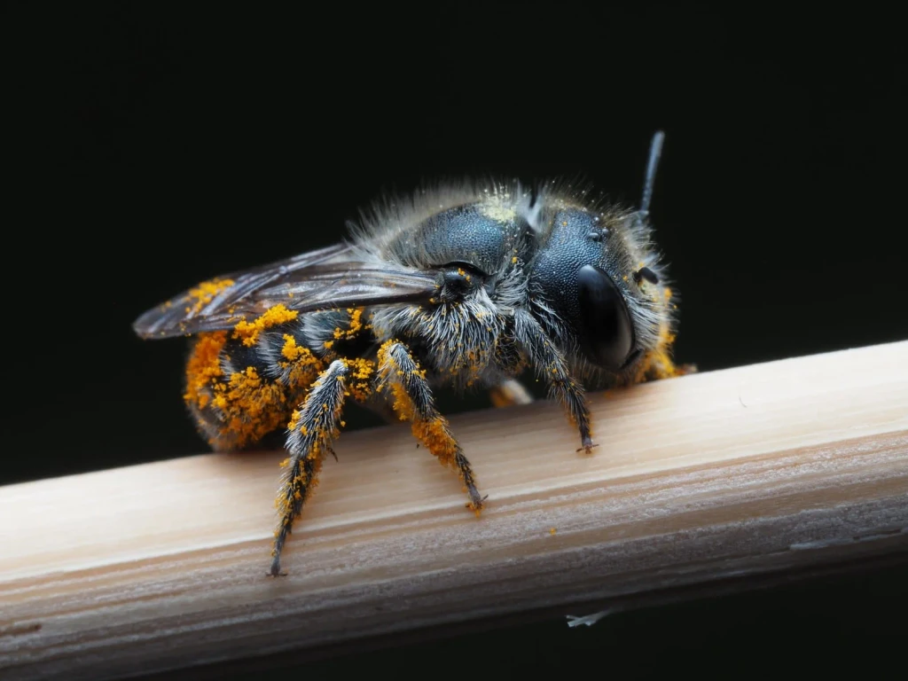 Pollen and Purpose, from Look Closer: A Microscopy Exhibition