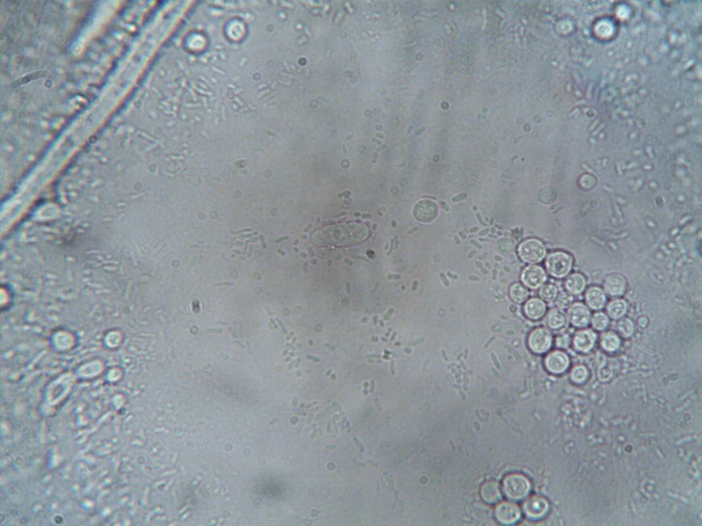 Cellular Landscape, from Look Closer: A Microscopy Exhibition