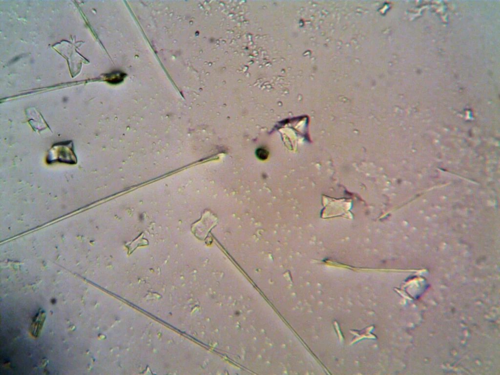 Particle Study, from Look Closer: A Microscopy Exhibition