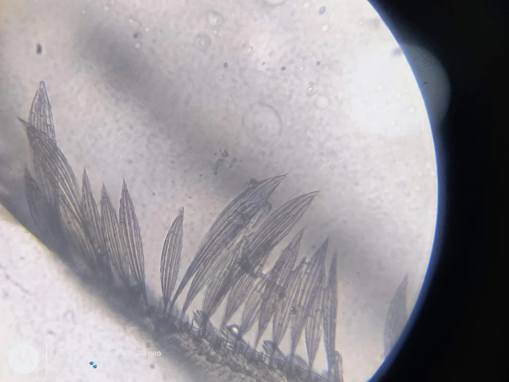 Plant Geometry, from Look Closer: A Microscopy Exhibition