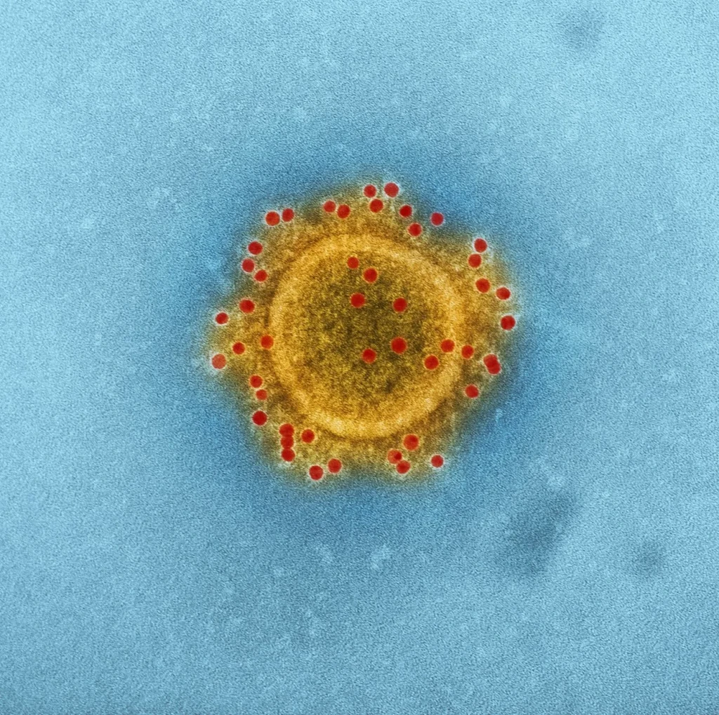 Coronavirus Particle, from Look Closer: A Microscopy Exhibition