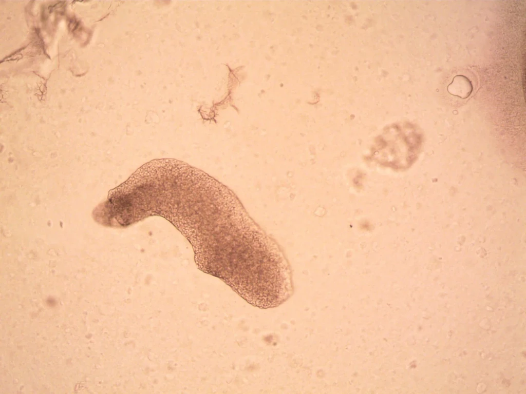 Tardigrade Portrait, from Look Closer: A Microscopy Exhibition