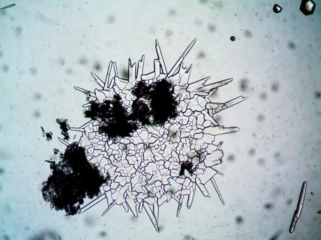 Fungal Architecture, from Look Closer: A Microscopy Exhibition