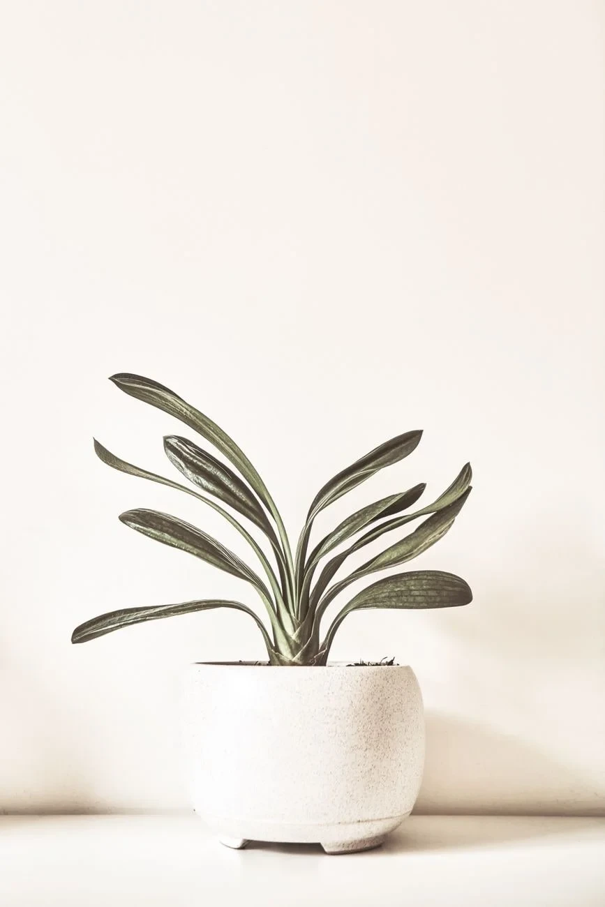 Single Plant, from Minimalism