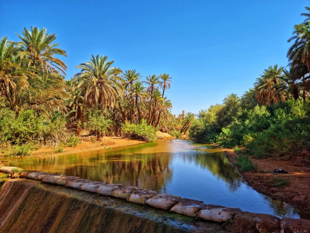 Water and Palms, from Oases: The Green Rooms in the Desert