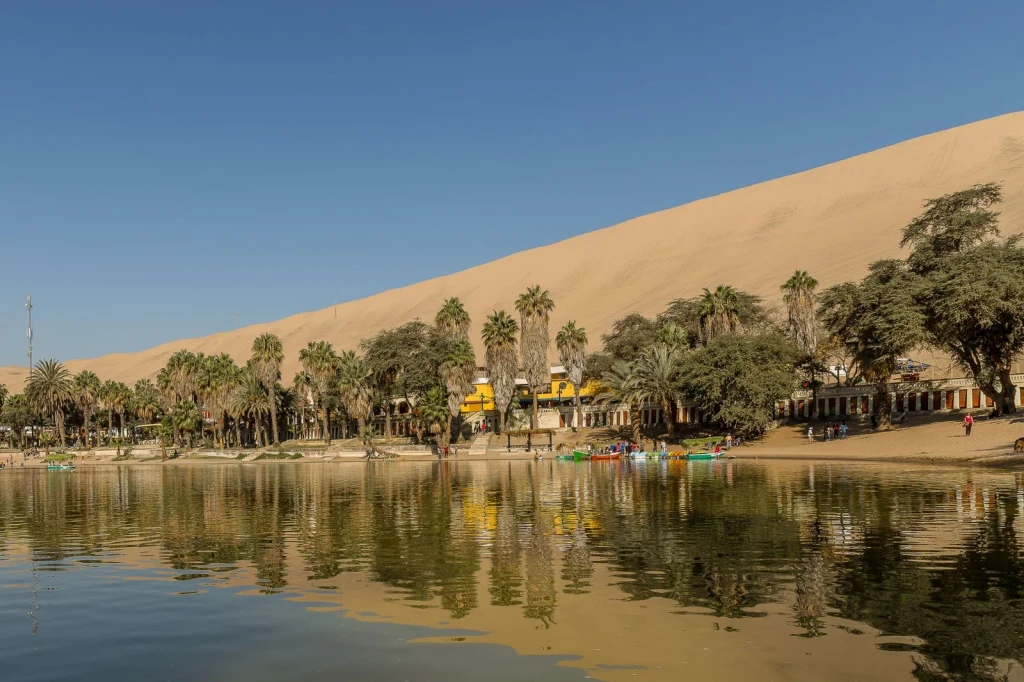 Palm and Dune Convergence, from Oases: The Green Rooms in the Desert