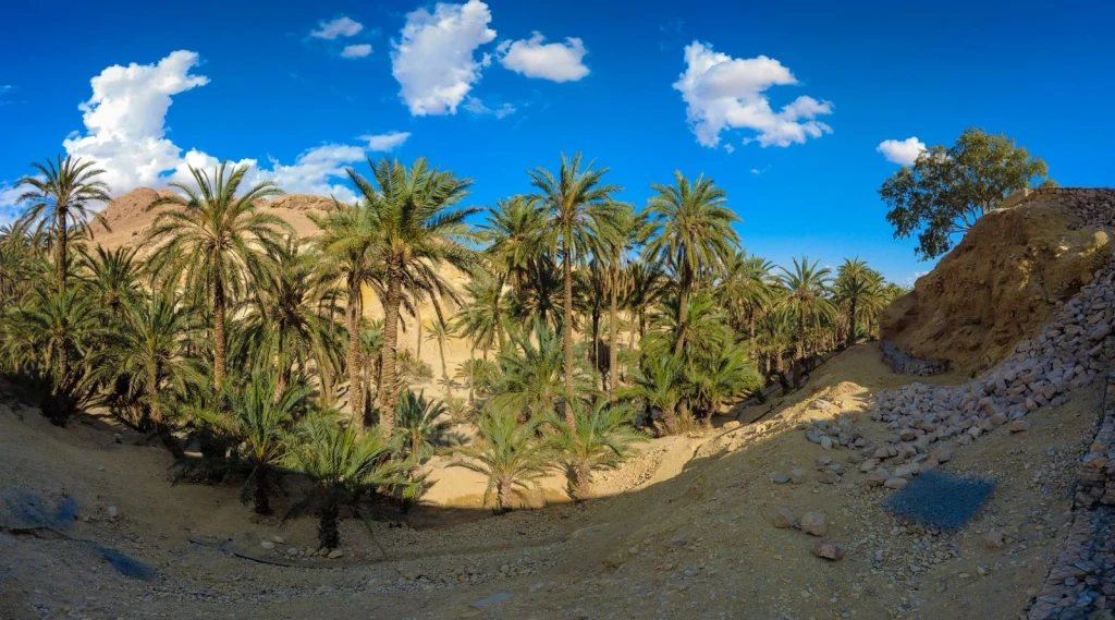 Palm Canopy, from Oases: The Green Rooms in the Desert