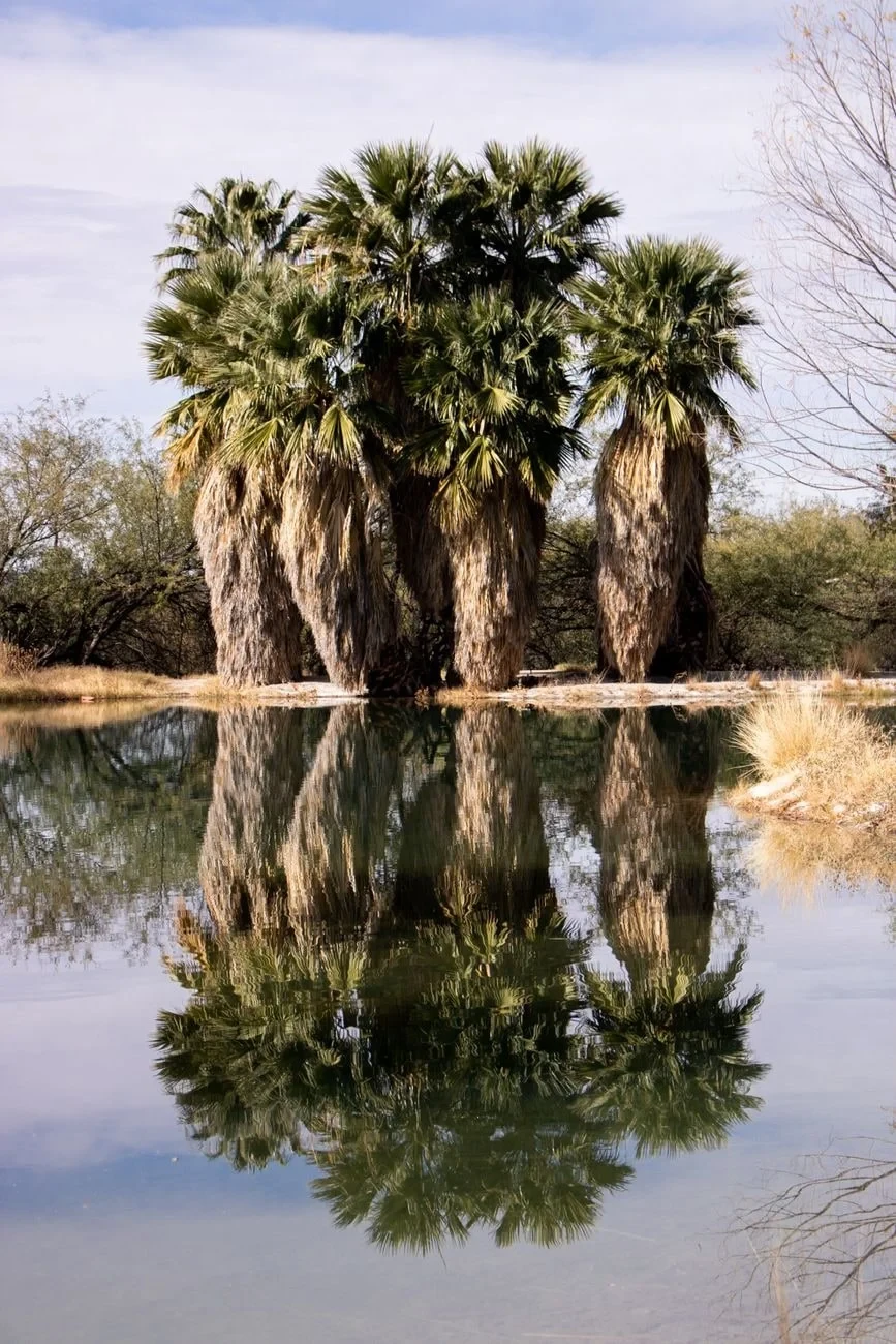 Mirror and Sky, from Oases: The Green Rooms in the Desert