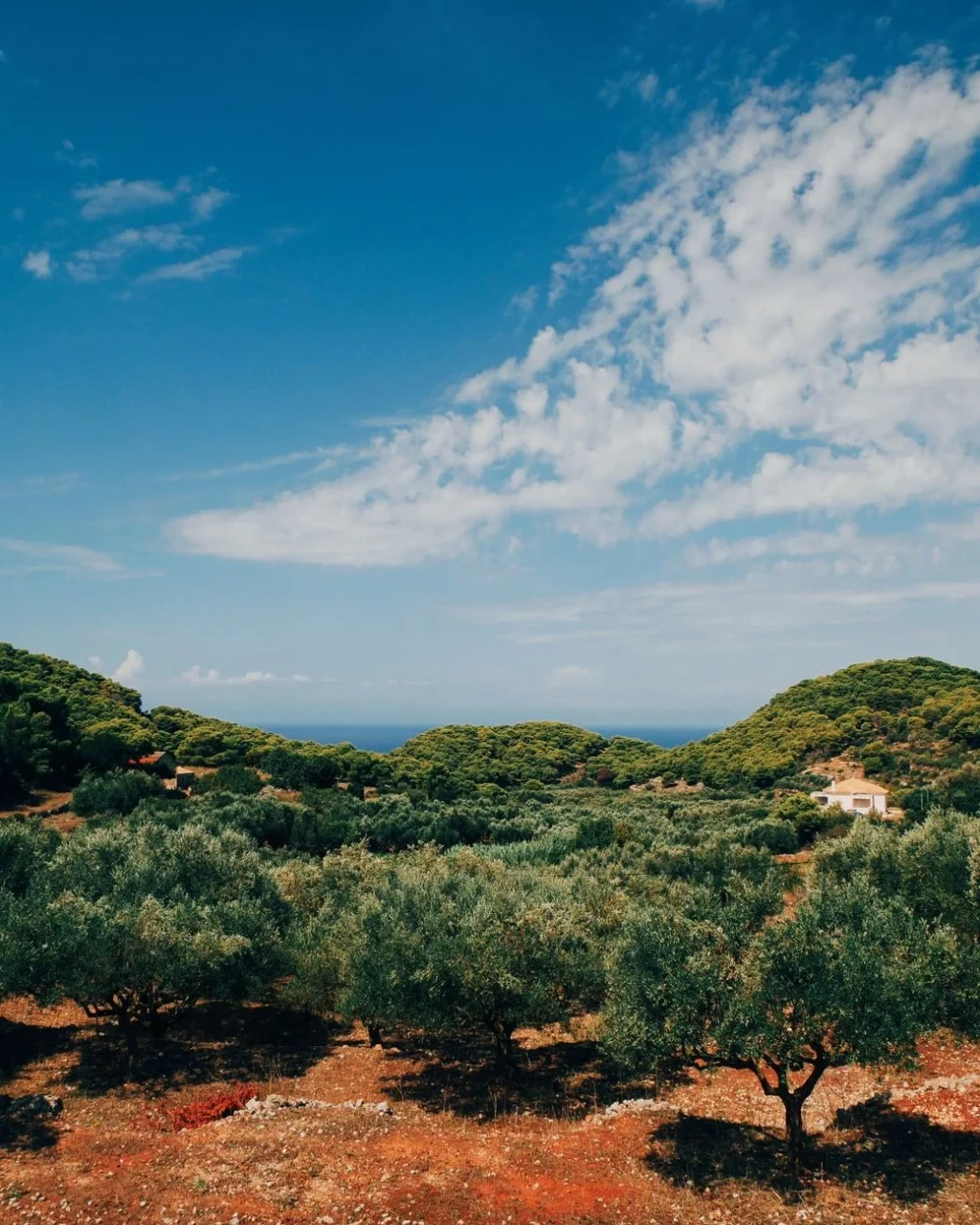 Clear Skies, from Olive Oil: Liquid Gold of the Mediterranean