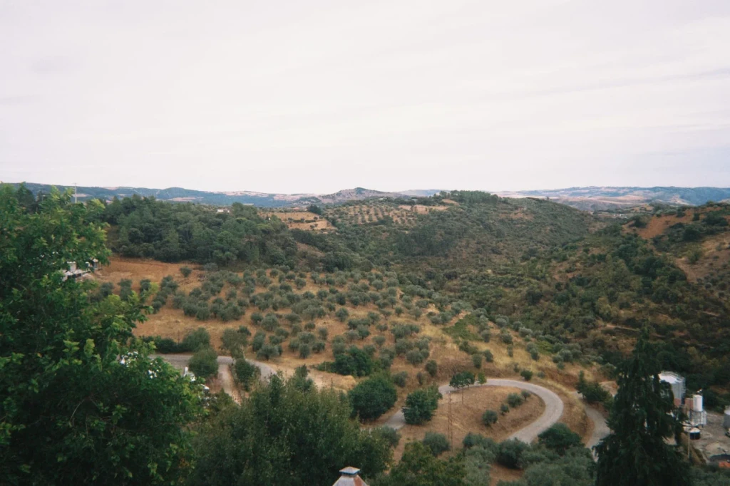 Mediterranean Hillscape, from Olive Oil: Liquid Gold of the Mediterranean