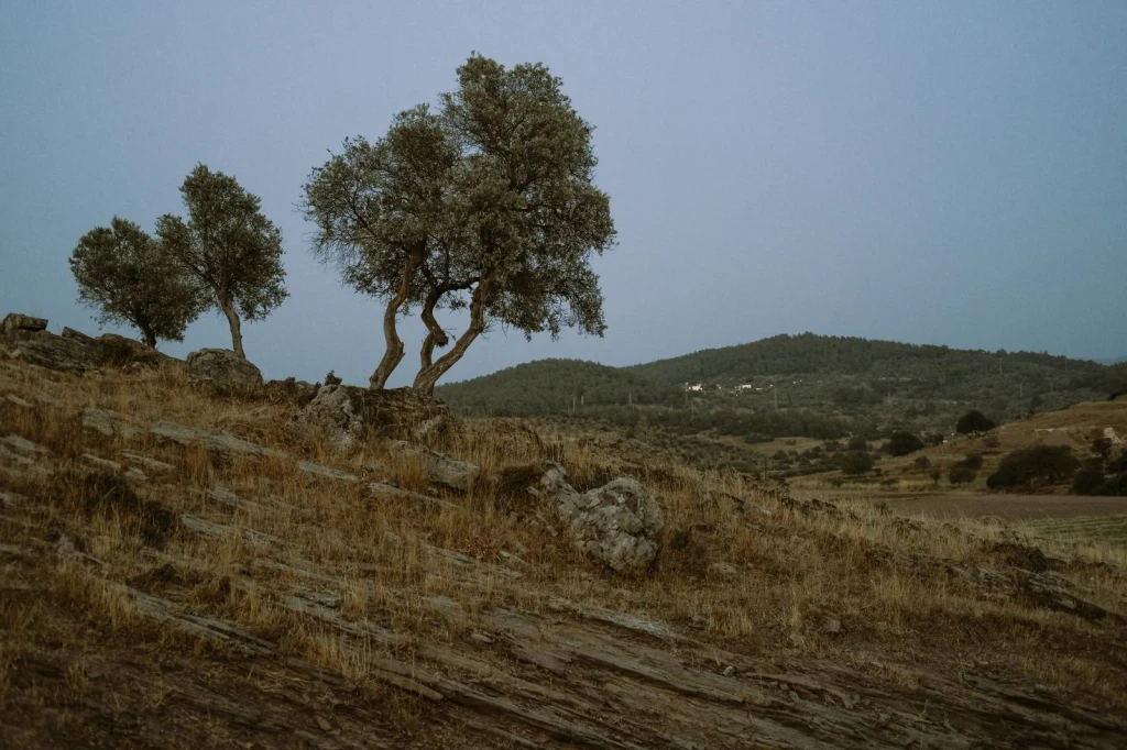 Evening Stillness, from Olive Oil: Liquid Gold of the Mediterranean