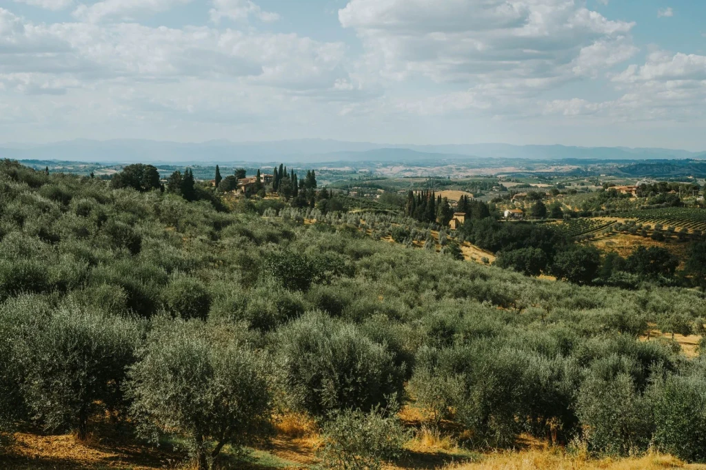 Tuscan Groves from Above, from Olive Oil: Liquid Gold of the Mediterranean