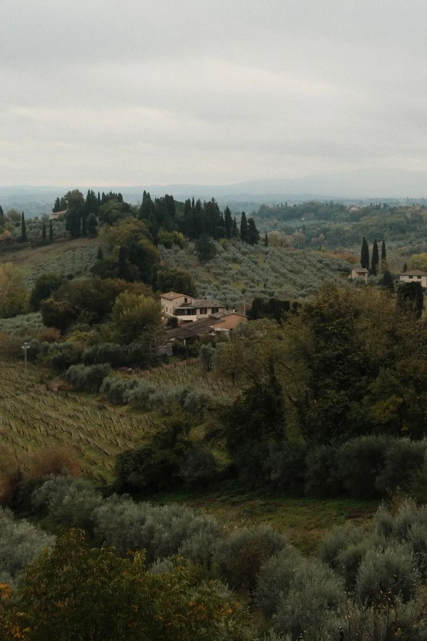 Autumn Grove, from Olive Oil: Liquid Gold of the Mediterranean
