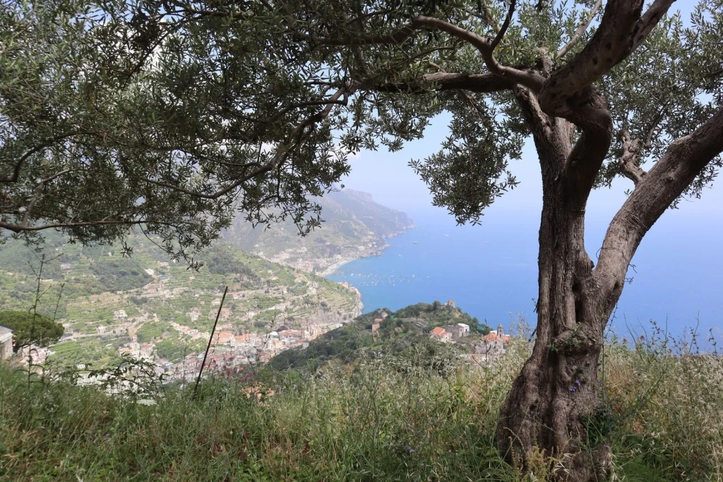 Amalfi Coast Framed, from Olive Oil: Liquid Gold of the Mediterranean