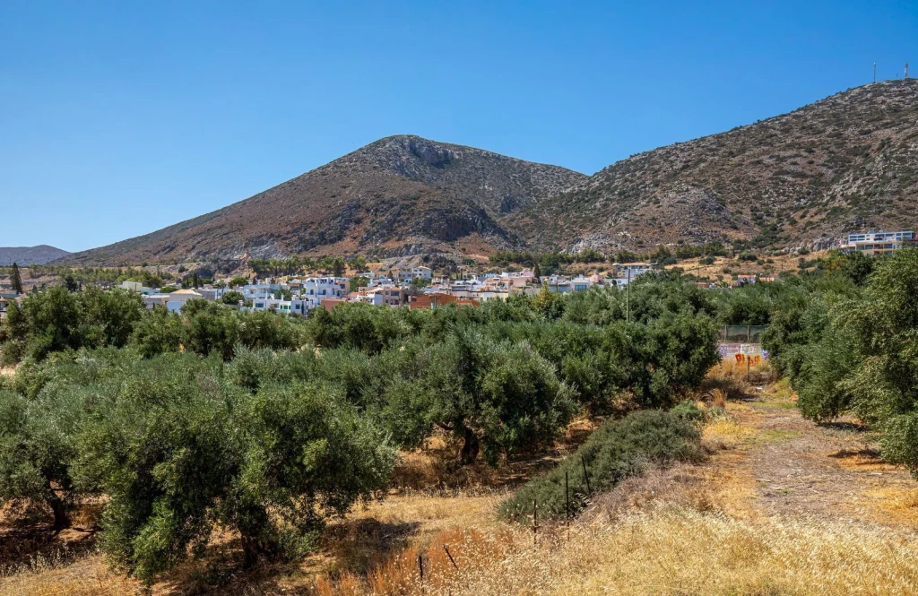 Town and Terroir, from Olive Oil: Liquid Gold of the Mediterranean