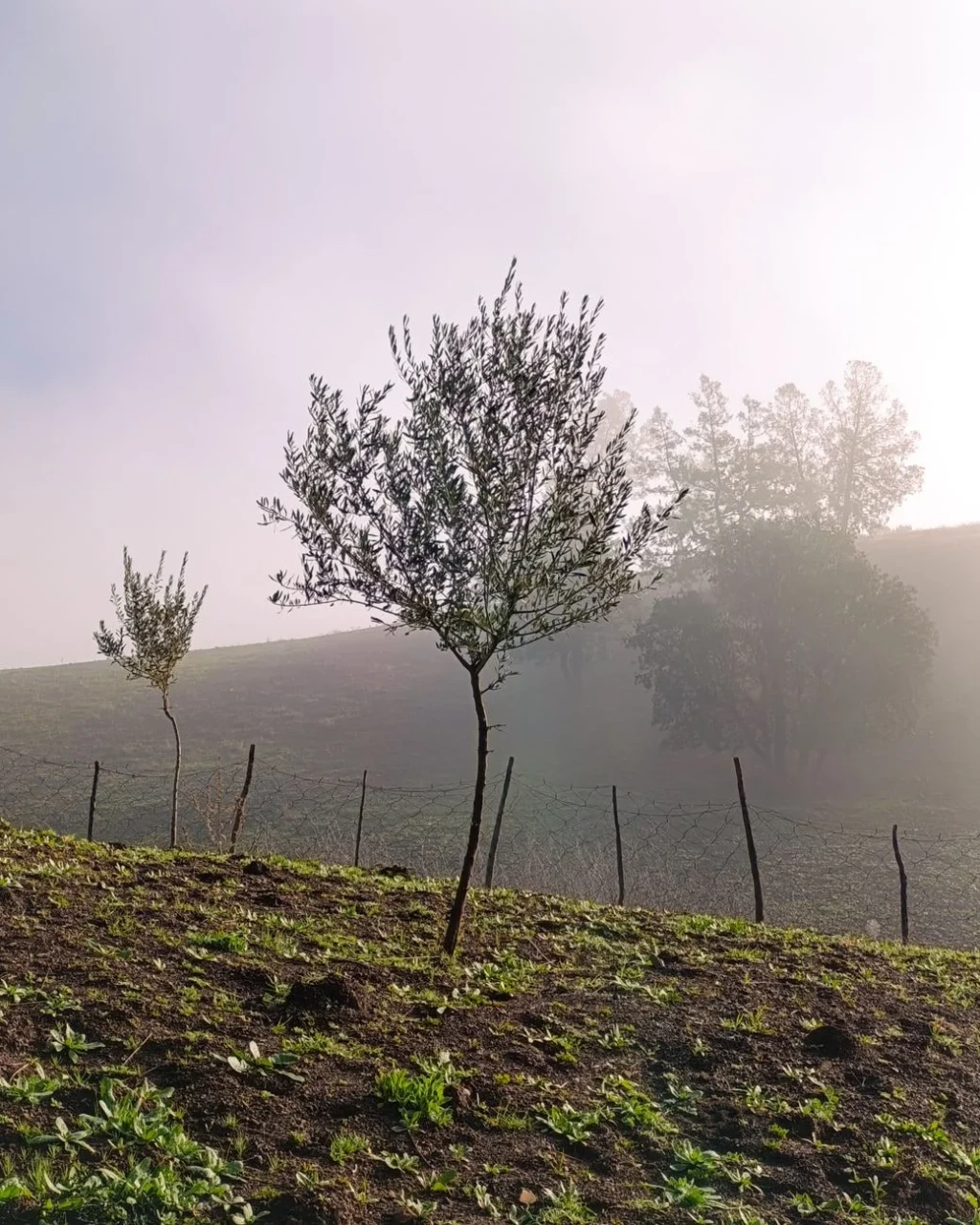 Morning Mist, from Olive Oil: Liquid Gold of the Mediterranean