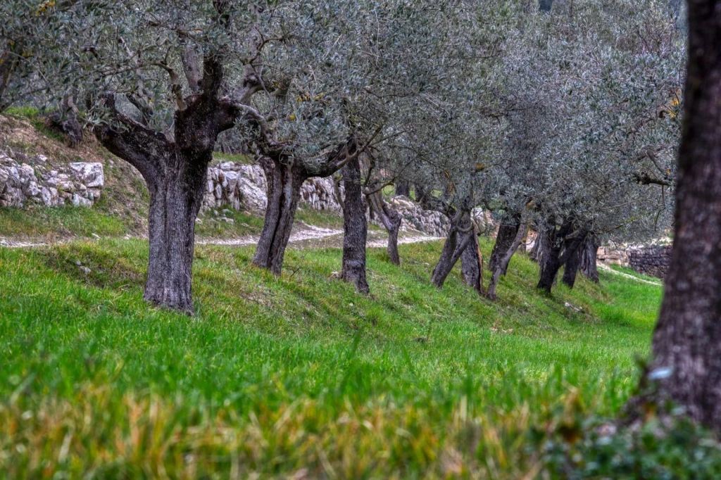 Stone and Grove, from Olive Oil: Liquid Gold of the Mediterranean