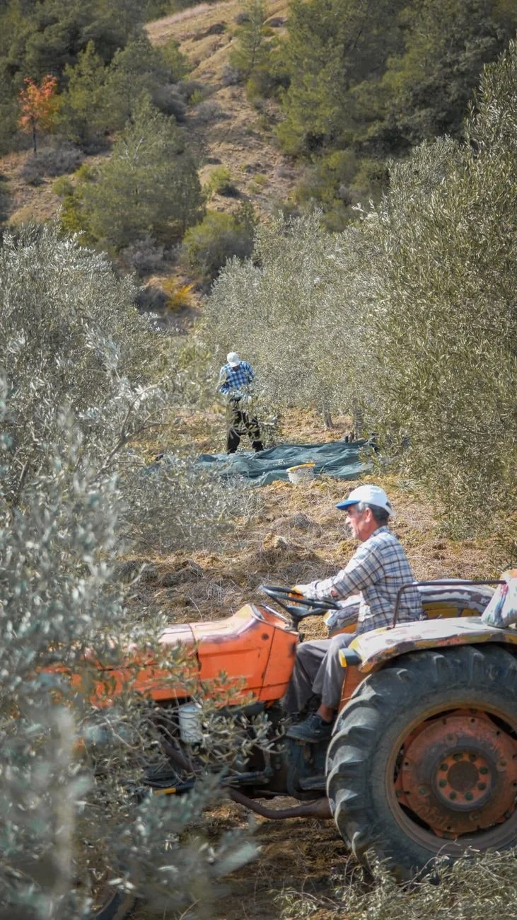 Harvest Work, from Olive Oil: Liquid Gold of the Mediterranean